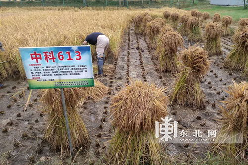 創(chuàng)新耕種，香飄四海——專訪稻花香創(chuàng)始人項文秀的谷物種植新思維